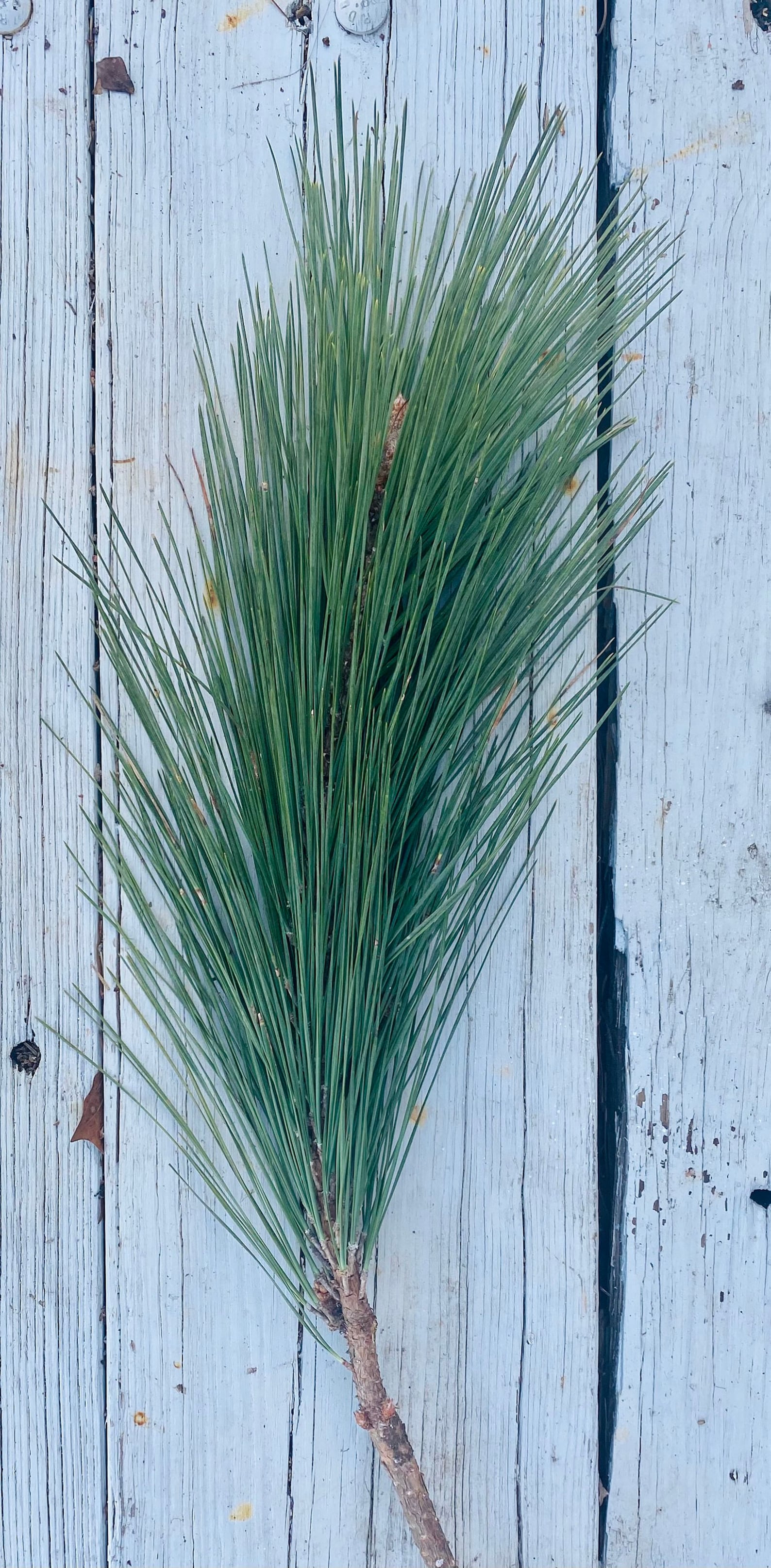 3 Loblolly Pine Branches With Pine Needle Bundles Etsy UK