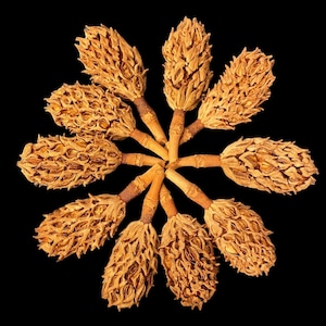 10 Southern Magnolia Tree Cones