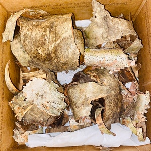 May include: A cardboard box filled with pieces of birch bark. The bark is light brown and tan with dark spots and a textured surface. The pieces vary in size and shape, some curled and others flat. The box is lined with white paper.