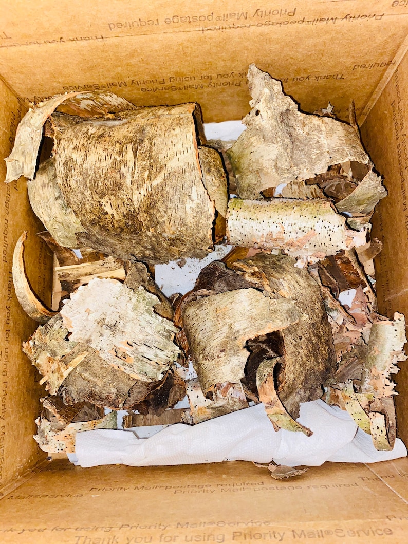 May include: A cardboard box filled with pieces of birch bark. The bark is light brown and tan with dark spots and a textured surface. The pieces vary in size and shape, some curled and others flat. The box is lined with white paper.
