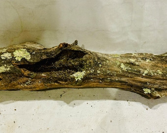 Hardwood Mossy Log- unique - rare find- fairy garden decor - habitat decor - natural - critter log - epoxy/resin wood art - assemblage-