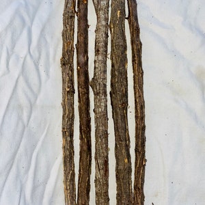 May include: A collection of seven brown wooden sticks with textured bark, arranged vertically against a white background. The sticks vary slightly in thickness and length, showcasing natural wood grain.