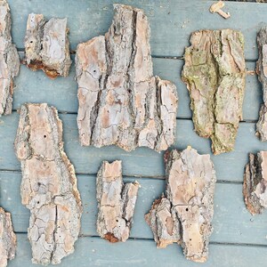 May include: A collection of 11 pieces of bark, varying in size and shape, with a natural brown and gray color. The bark has a rough texture and is arranged on a light gray wooden surface.