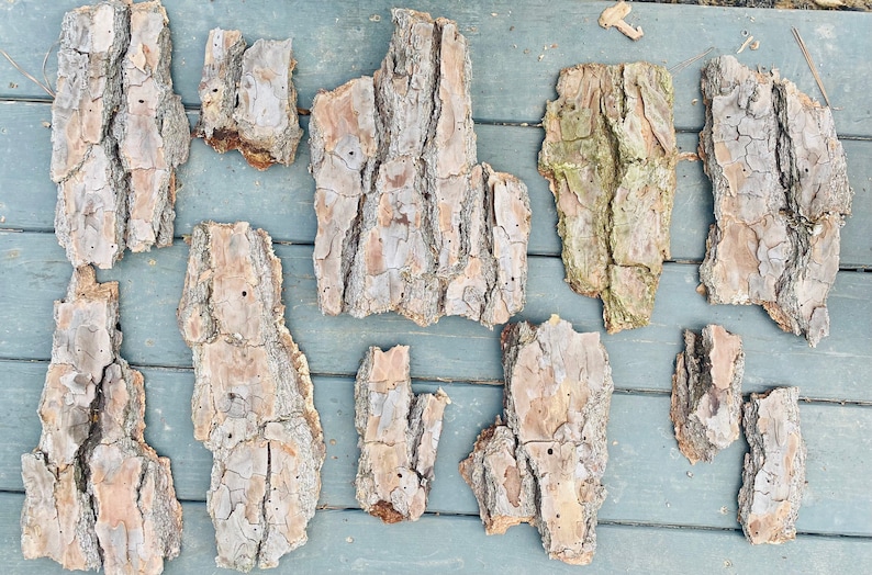 May include: A collection of 11 pieces of bark, varying in size and shape, with a natural brown and gray color. The bark has a rough texture and is arranged on a light gray wooden surface.