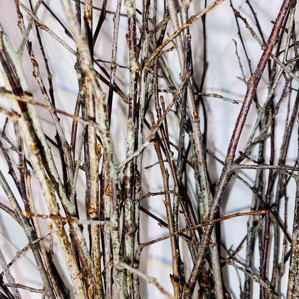 Black Cherry Tree Twigs - 30 bundled Cherry twigs - 3 sizes available- farmhouse decor - floral arrangements- rustic wedding