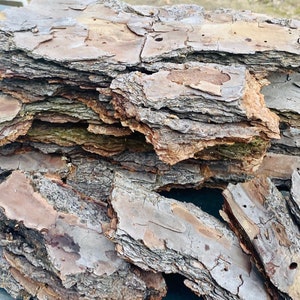 May include: A pile of brown and gray bark pieces, some are stacked and some are loose, on a blue surface.