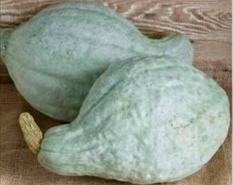 Peut inclure: Deux courges bleu-vert, l'une plus grande que l'autre, avec une surface rugueuse et texturée. Les courges sont posées sur une surface en toile de jute.