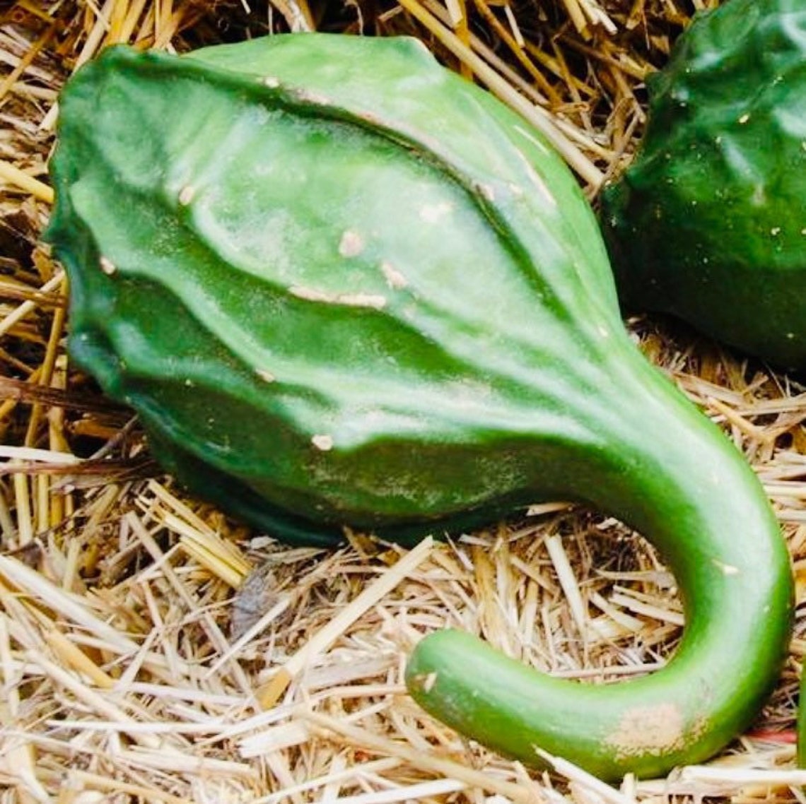 Dinosaur Gourd Seeds 10 Count - Etsy
