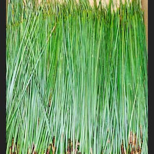 May include: A bunch of long, thin, green pine needles with brown stems at the base.