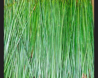 10 lbs Fresh Green Pine Needles: Short Leaf Southern Yellow Pine