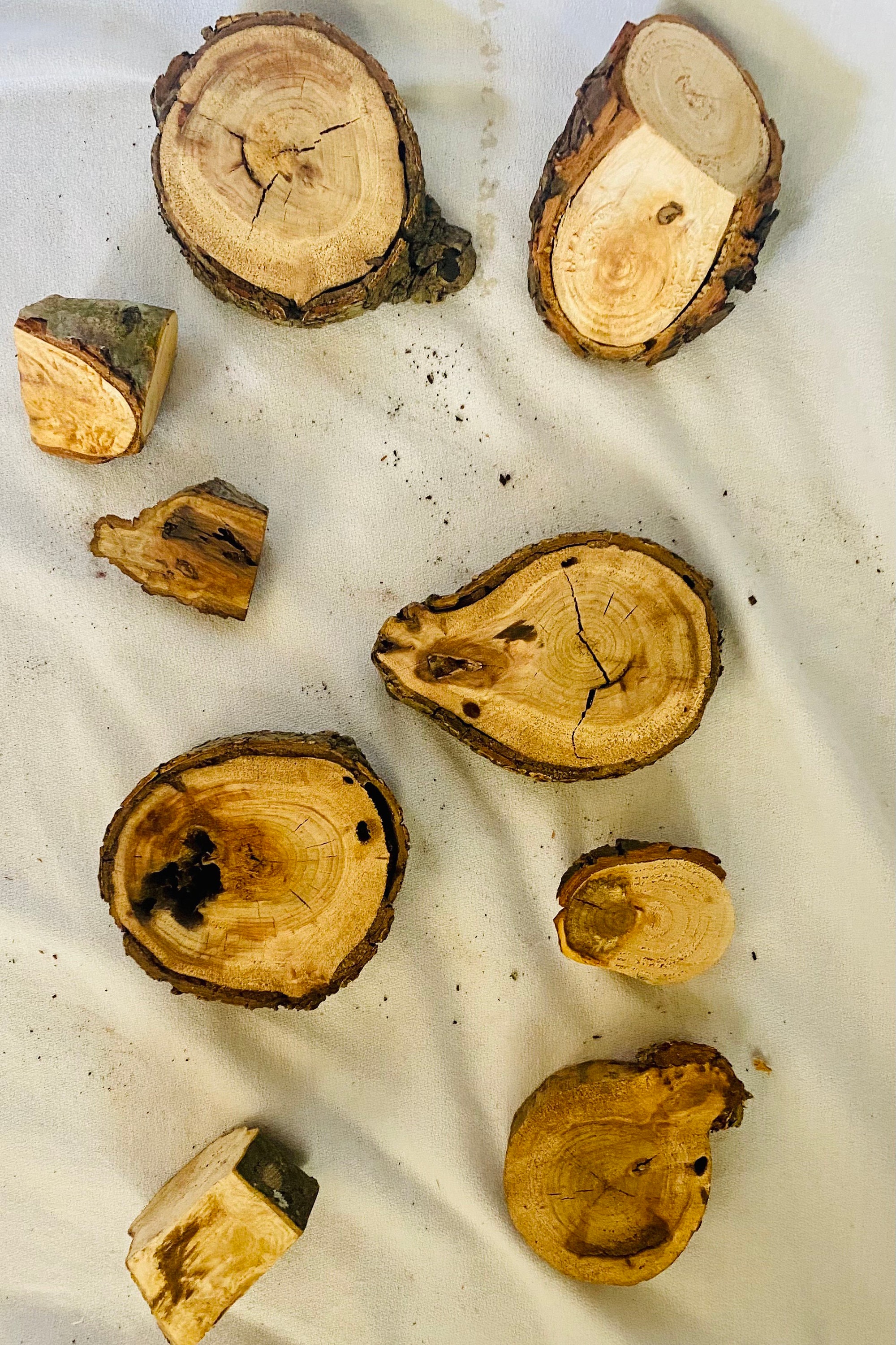 Wood Burl Pieces: Assorted Sizes & Types for Crafts - Etsy