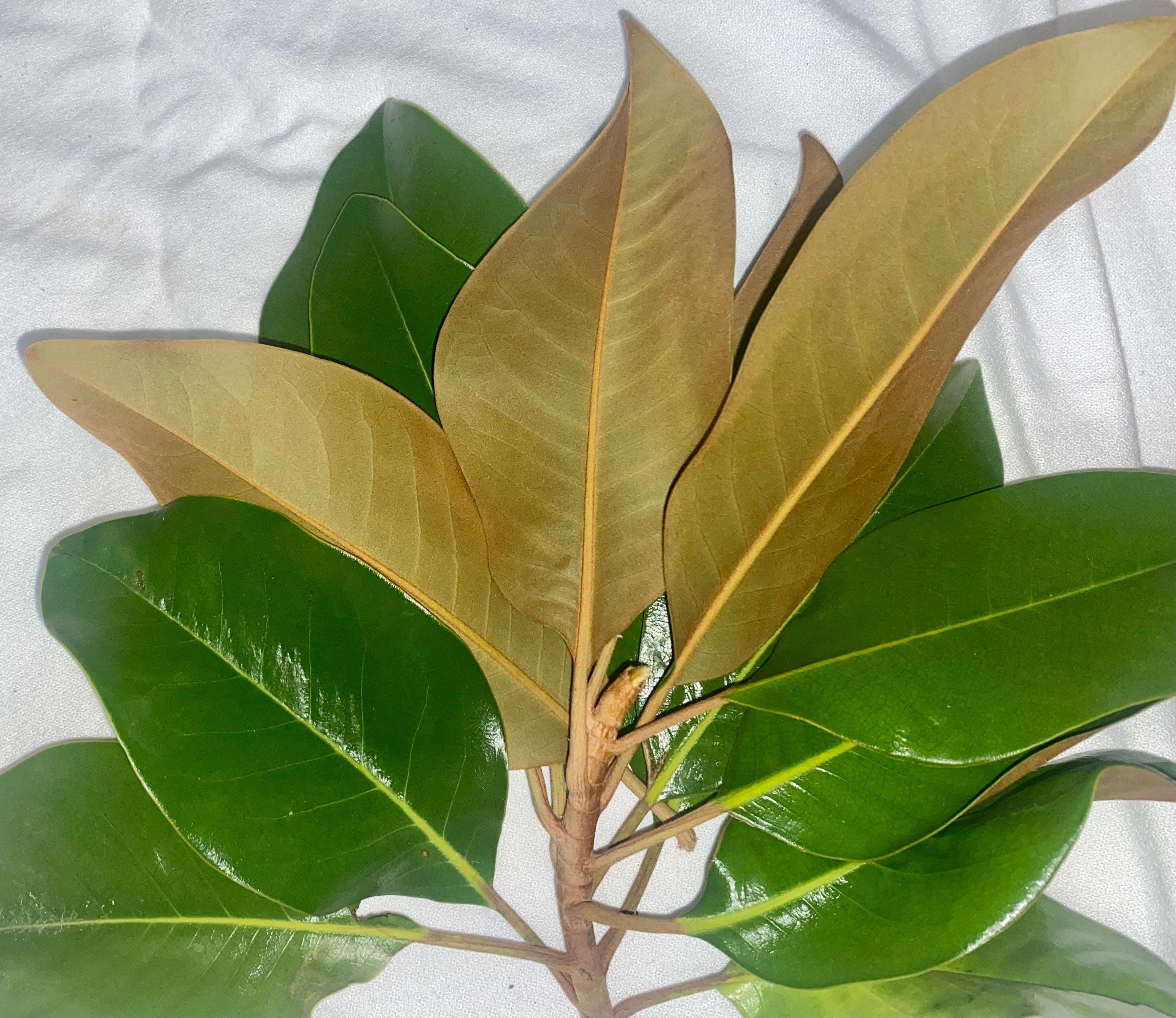 Fresh Magnolia Leaves 50 Leaves Etsy