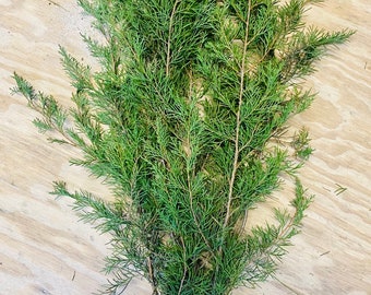 Branches de cèdre rouge de l'Est fraîchement coupées : verdure aromatique des Fêtes