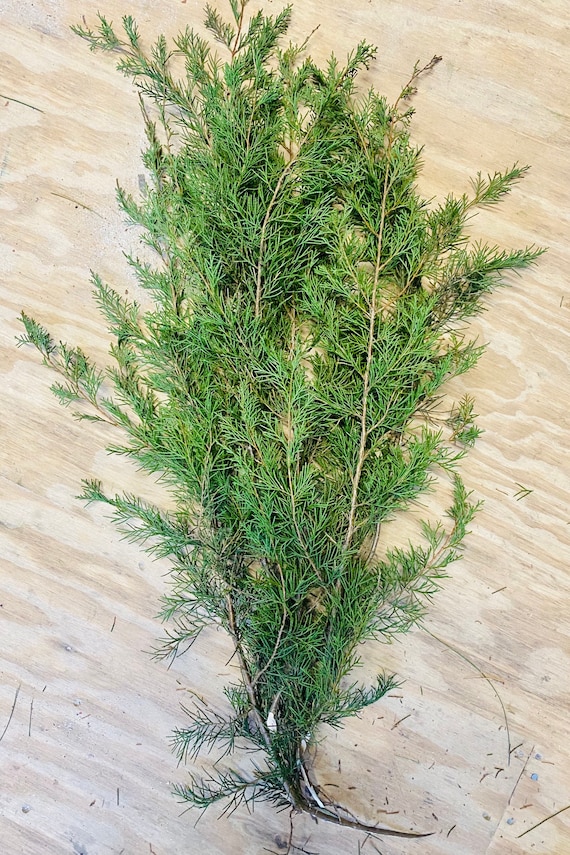 Fresh Cedar Branches Fresh Christmas Greenery Fresh Evergreen Branches  Holiday Greenery Juniper Branch aromatic Aromatherapy 