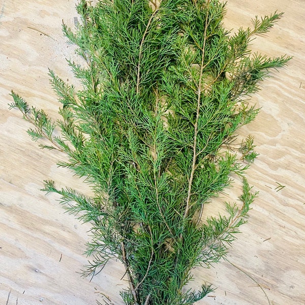 Fresh Cedar Branches- fresh Christmas greenery- fresh evergreen branches - holiday greenery- juniper Branch -aromatic- aromatherapy
