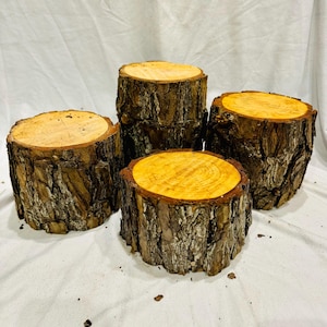 May include: Four wooden tree stump slices, each with a natural bark exterior and a smooth, light brown top surface. The stumps are arranged in a staggered formation, creating a tiered display.