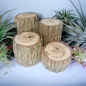 May include: Four natural wood slices, each with a different diameter, stacked on top of each other. The wood is a light brown color and has a rough texture. The slices are perfect for displaying small plants or other decorative items.