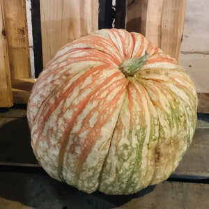 May include: A large, round, white pumpkin with green and pink stripes. The pumpkin has a slightly bumpy texture.