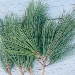 3 Loblolly Pine Branches with Pine Needle Bundles