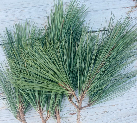 3 Loblolly Pine Branches With Pine Needle Bundles 