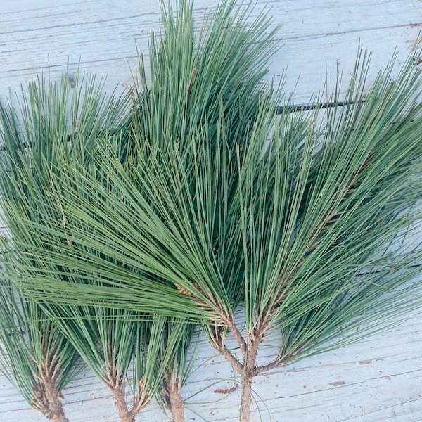 3 Loblolly Pine Branches with Pine Needle Bundles