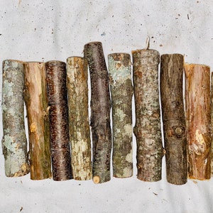 May include: A collection of 11 natural wood sticks, varying in length and diameter, with a light brown, gray, and white bark. The sticks are arranged in a row on a white fabric background.