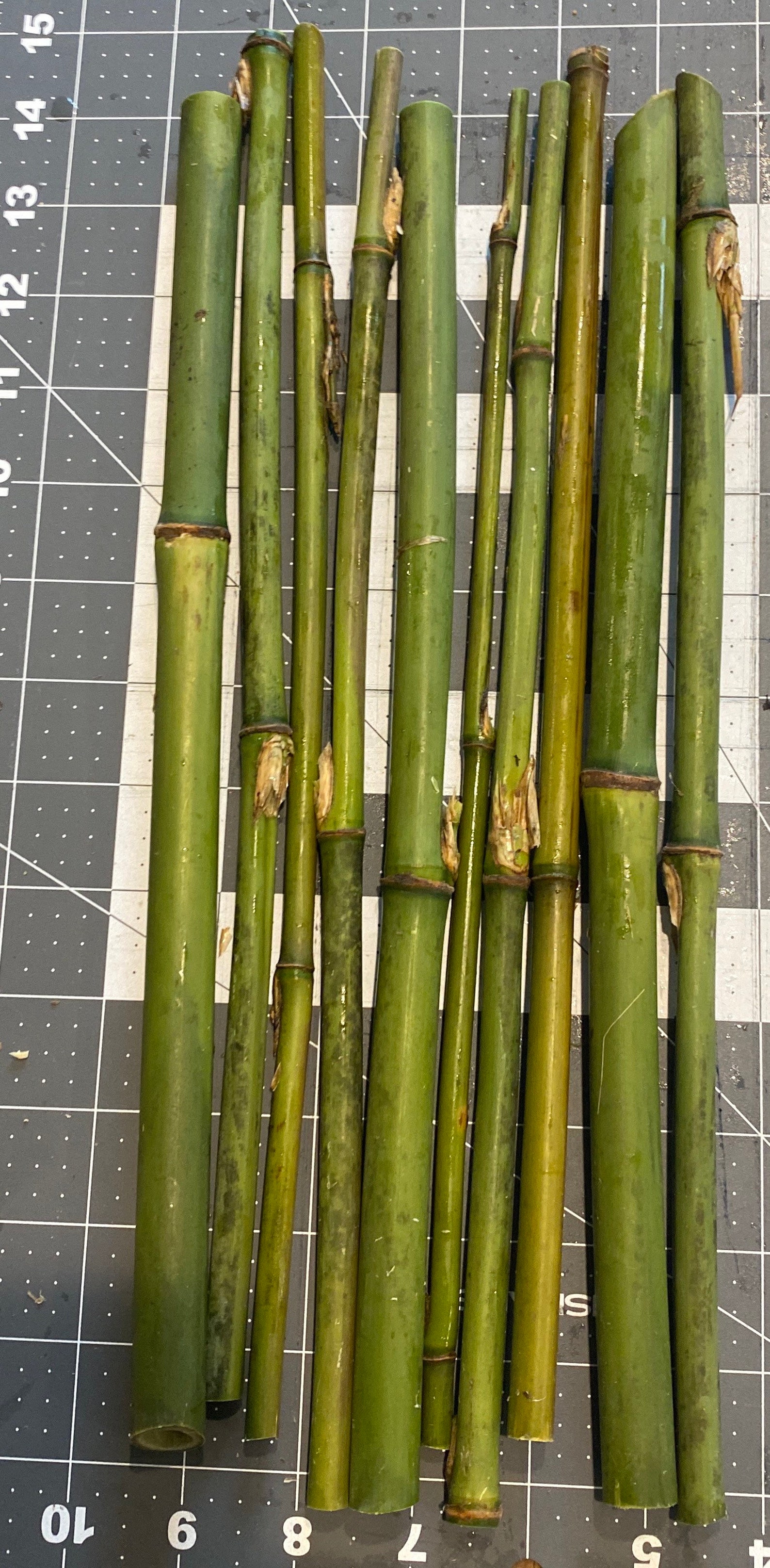 River Cane Bundle of 10 Etsy