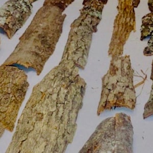Natural Tree Bark - 10 ounces - all natural tree bark pieces -  assorted sizes - bulk bark - fairy garden tree bark decor