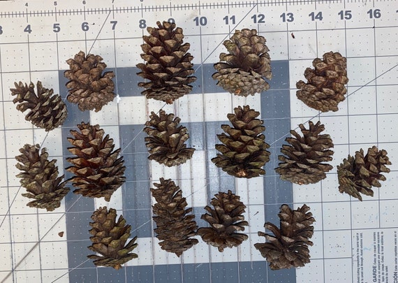 Small Pine Cones Real Pine Cones 2-3 Inch 10 Count Crafting or Decorating  Cones 