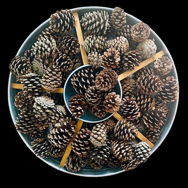 25 Small Pine Cones - real pine cones - 2-3 inch - 25 count - crafting or decorating cones - bulk pine cones