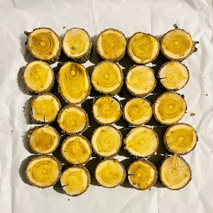 May include: A collection of twenty-seven wooden slices, each with a circular shape and a natural, light brown bark edge. The inner wood displays a vibrant yellow hue with visible growth rings, creating a rustic and organic aesthetic.