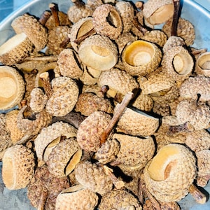 May include: A close-up of a pile of brown acorn caps. The caps are various sizes and shapes, with some having a stem attached.