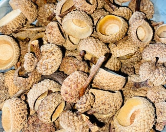 100 single acorn caps - bulk - natural acorn caps