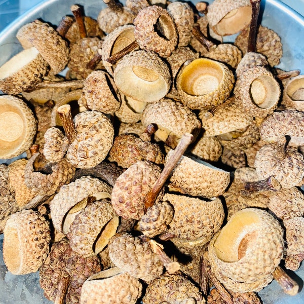 100 single acorn caps - bulk - natural acorn caps