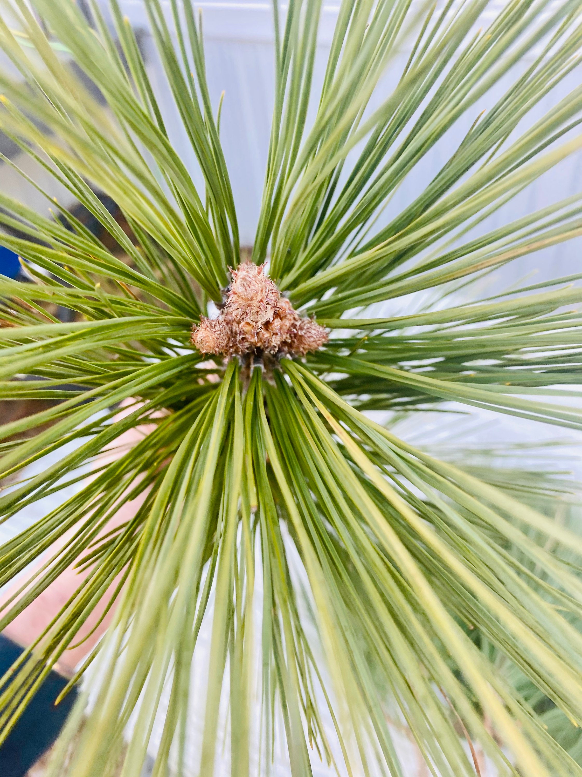 3 Loblolly Pine Branches With Pine Needle Bundles 