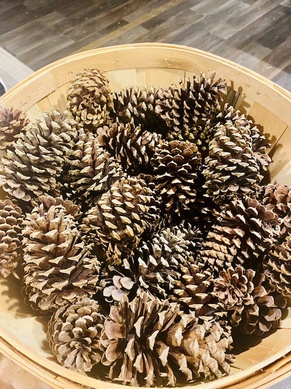 Pinecones Natural 3-4 inches 100 Cones