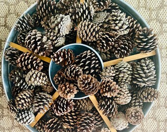 Small Pine Cones Real Pine Cones 2-3 Inch 10 Count Crafting or Decorating  Cones 