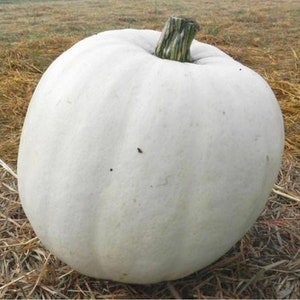May include: A large, white pumpkin with a ribbed surface and a green and brown stem. The pumpkin is sitting on a bed of dry grass and hay. The pumpkin is a pale, creamy white color.