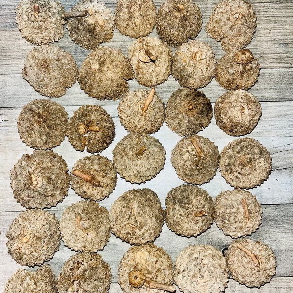 12 HUGE bur acorns caps - all natural - perfect for crafting and home decor - extra large acorn tops -