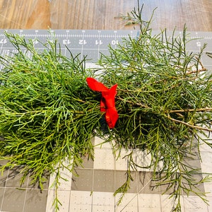 Fresh Cedar Tree clippings (2-3 oz per bundle)
