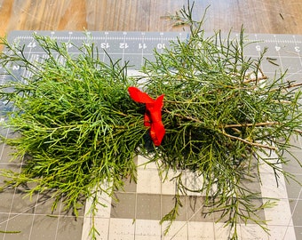 Fresh Cedar Tree clippings (2-3 oz per bundle)