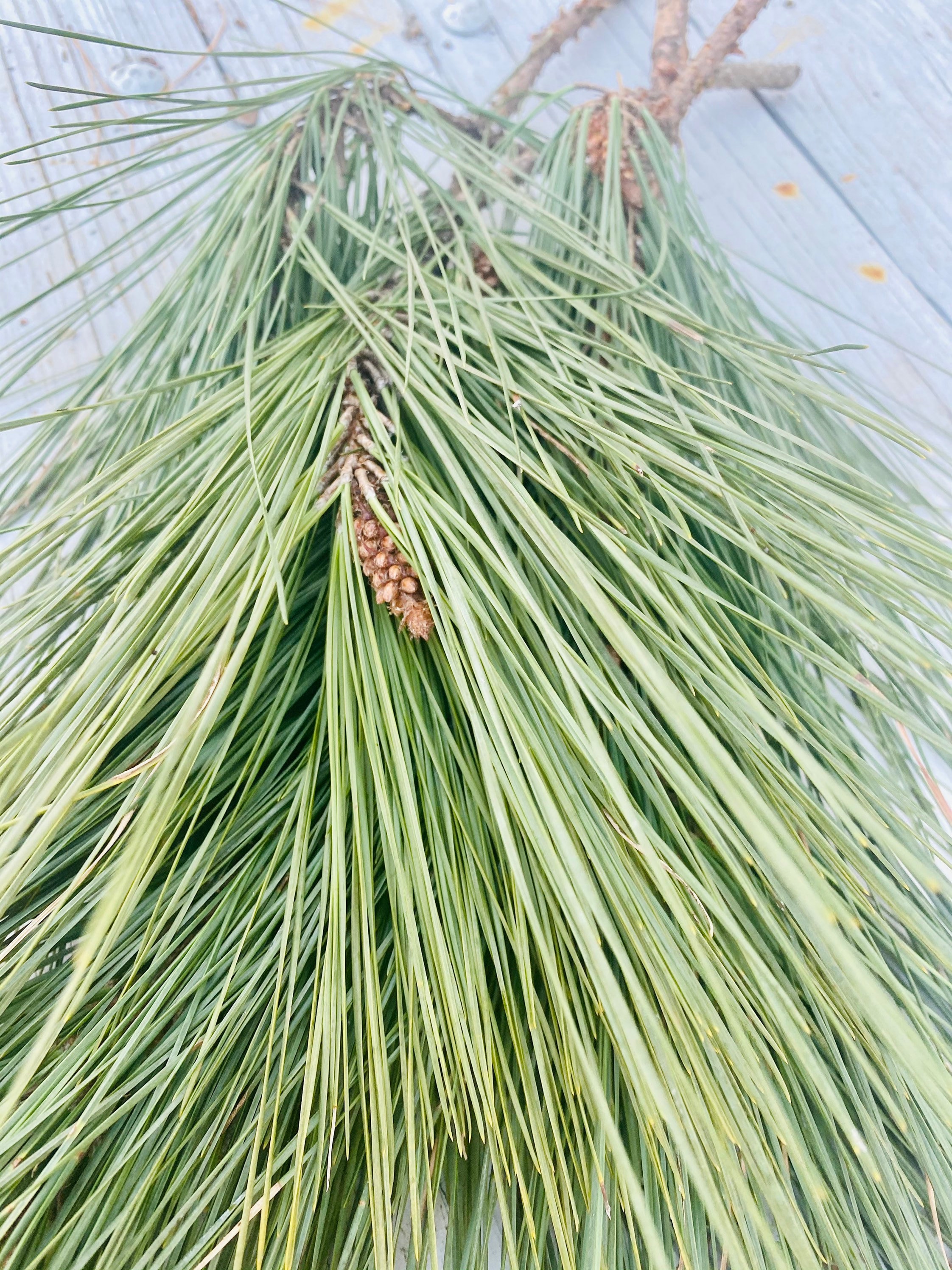 3 Loblolly Pine Branches With Pine Needle Bundles Etsy UK