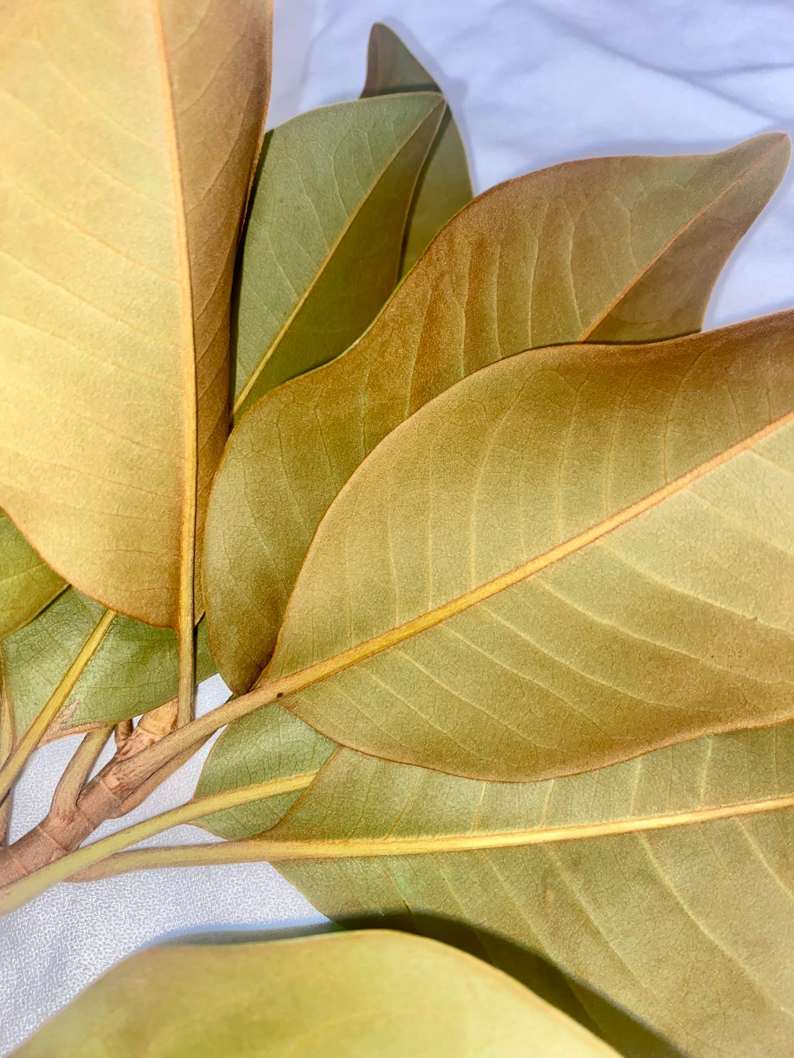 Fresh Magnolia Leaves 50 Leaves Etsy