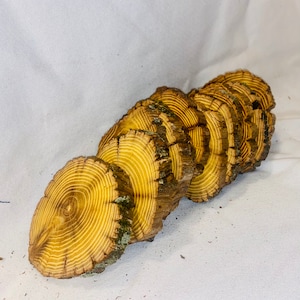 Osage Orange Wood Slices (Set of 10): Rustic Wedding & Craft Decor