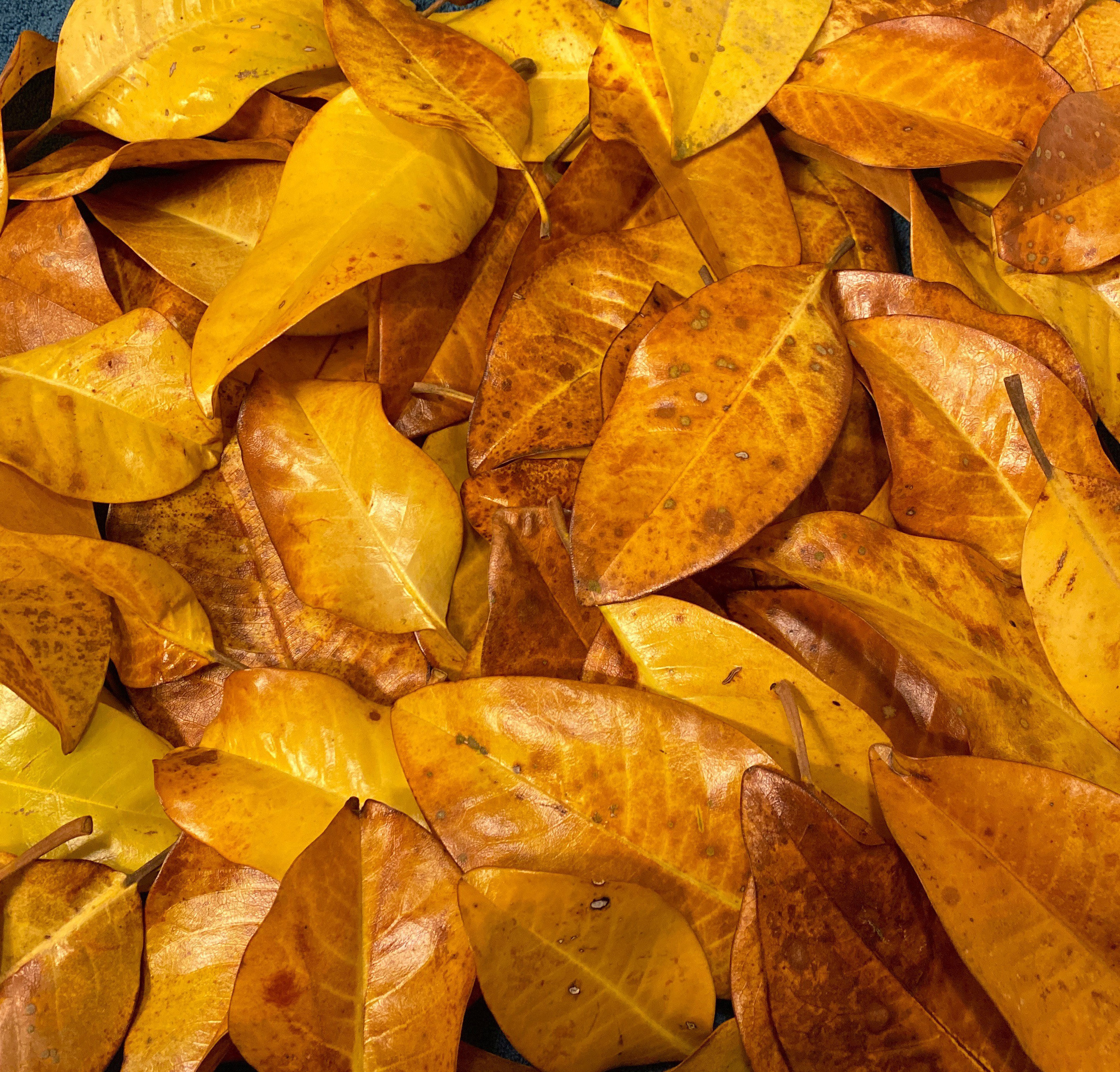 50 Dried Magnolia Leaves Etsy