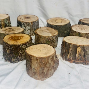 May include: A collection of ten rustic wooden tree stump slices. Each slice has a natural bark edge and a light-colored, circular top. The wood varies in color from light tan to dark brown, showcasing the natural grain and texture.