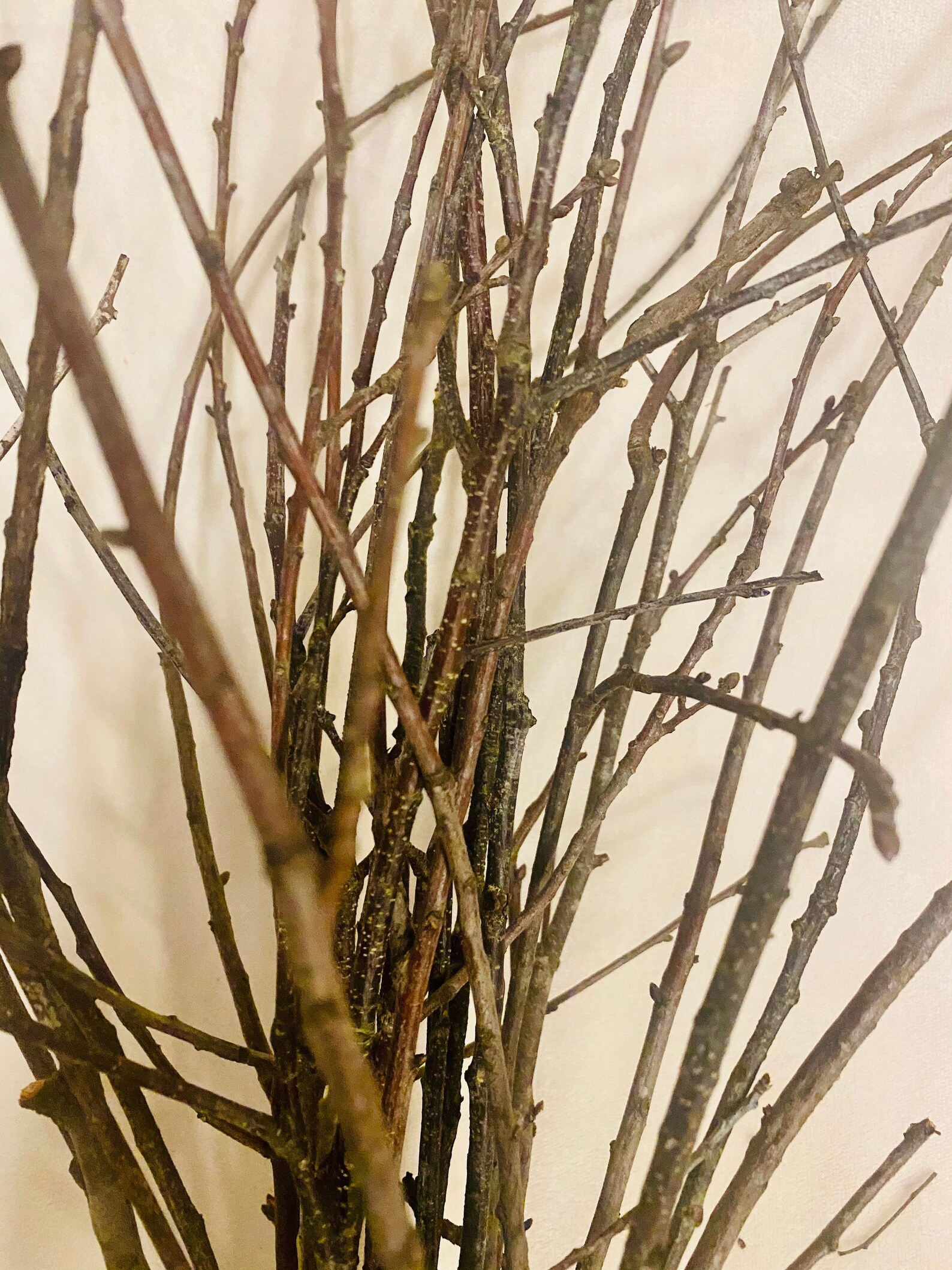 Extra thick Birch Twigs 25 long thick bundled Birch twigs Etsy