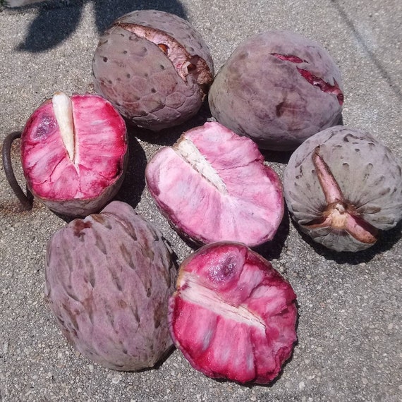 Annona Macroprophyllata (ilama pink & white fleshed) seeds (2021)