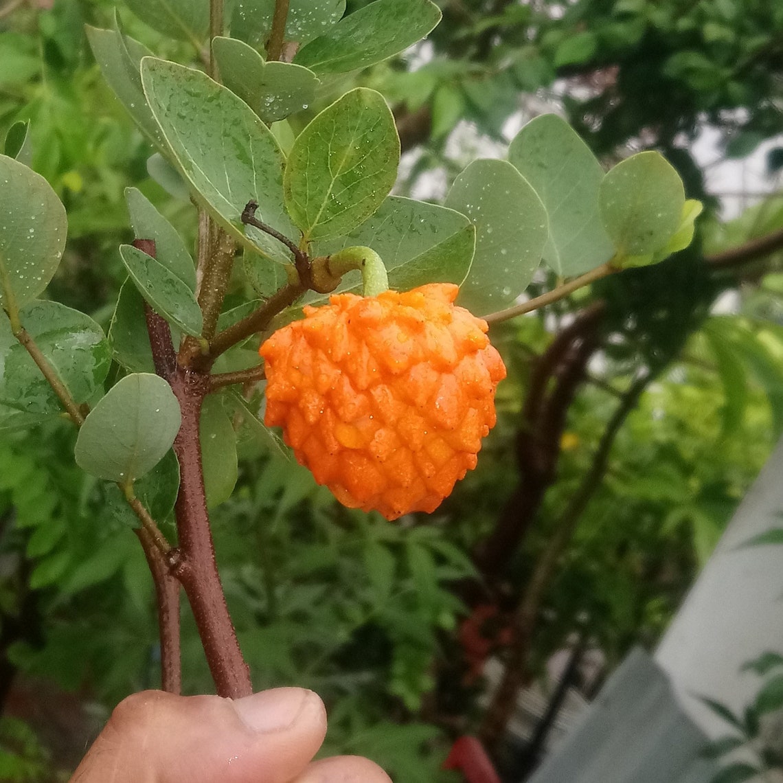 Annona Cornifolia . 5 Seeds for Planting. 2023 Etsy