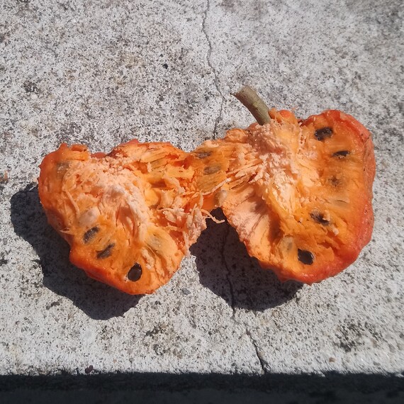 Annona Spinescens 7 Seeds For Planting Etsy Annona Spinescens 7 Seeds For Planting Etsy